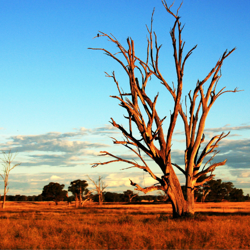 AUSTRALIAN OUTBACK