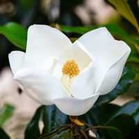 A single white flower representing the scent notes of EUPHORIA perfume