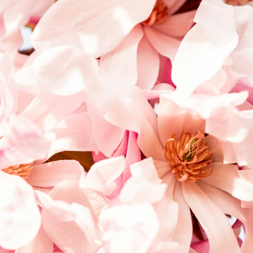 البتلات والمسك