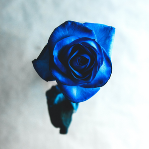 THE BLUE ROSE